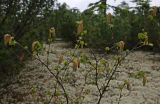 genus Betula. Крона цветущего кустарника. Сахалин, Северо-сахалинская равн., р. Вал, лиственично-стланиковый лес. 23.06.2011.