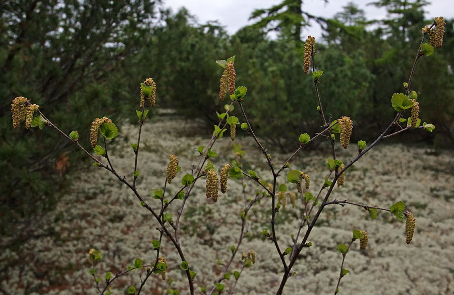 Image of genus Betula specimen.