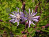 Lactuca sibirica