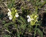 Pedicularis physocalyx