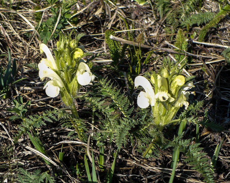 Изображение особи Pedicularis physocalyx.