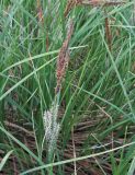 Carex acuta