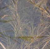 Potamogeton pectinatus. Верхушка цветущего растения. Псковская обл., Порховский р-н, оз. Лунево. 13.08.2008.