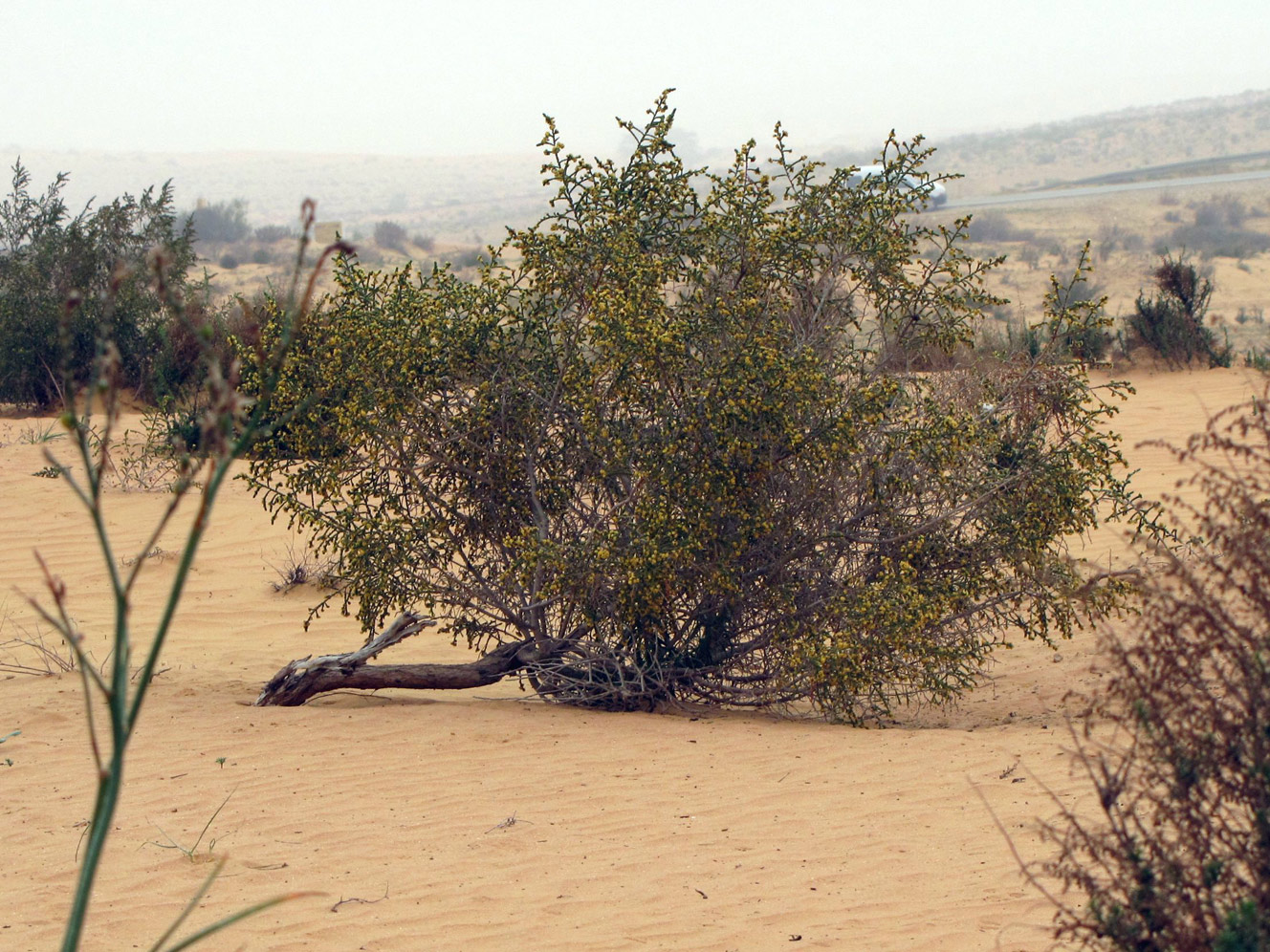 Image of Thymelaea hirsuta specimen.