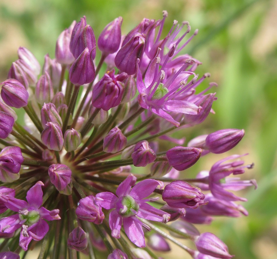 Image of Allium sewerzowii specimen.