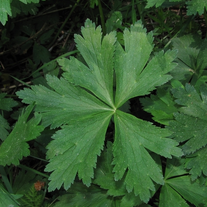 Изображение особи Trollius europaeus.