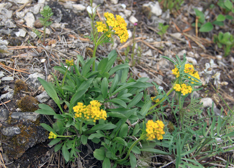 Изображение особи Patrinia sibirica.