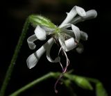 Silene nutans