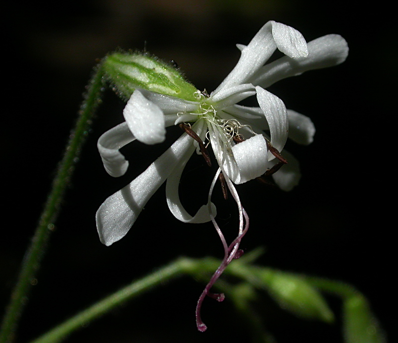 Изображение особи Silene nutans.