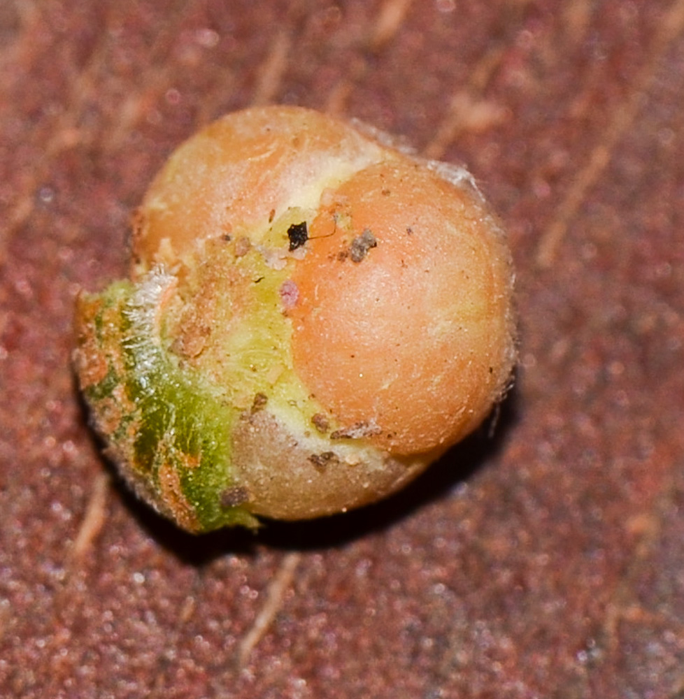 Image of Callistemon phoeniceus specimen.