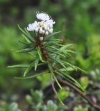 Ledum palustre. Верхушка побега с соцветием. Карелия, Ладожское озеро, остров Валаам. 19.06.2012.