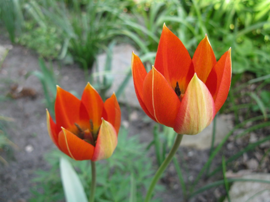 Image of Tulipa hageri specimen.