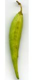 Vincetoxicum hirundinaria. Незрелый плод. Курская обл., г. Железногорск, ур. Опажье. 6 августа 2007 г.