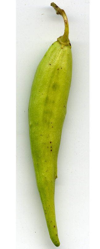 Image of Vincetoxicum hirundinaria specimen.