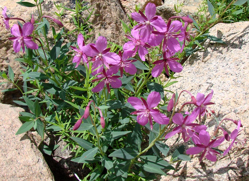 Image of Chamaenerion latifolium specimen.
