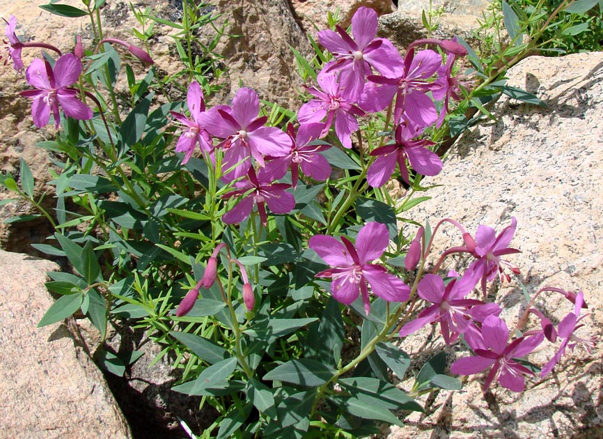 Изображение особи Chamaenerion latifolium.