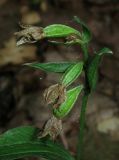 Epipactis persica
