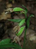 Epipactis persica. Соплодие с незрелыми плодами. Крым, гора Чатырдаг, буковый лес. 21 июля 2012 г.