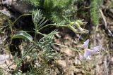 Vicia subvillosa. Веточка с соцветиями. Южный Казахстан, горы Каракус. 20.04.2012.