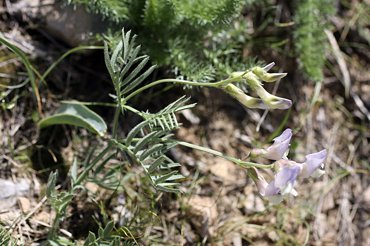 Image of Vicia subvillosa specimen.