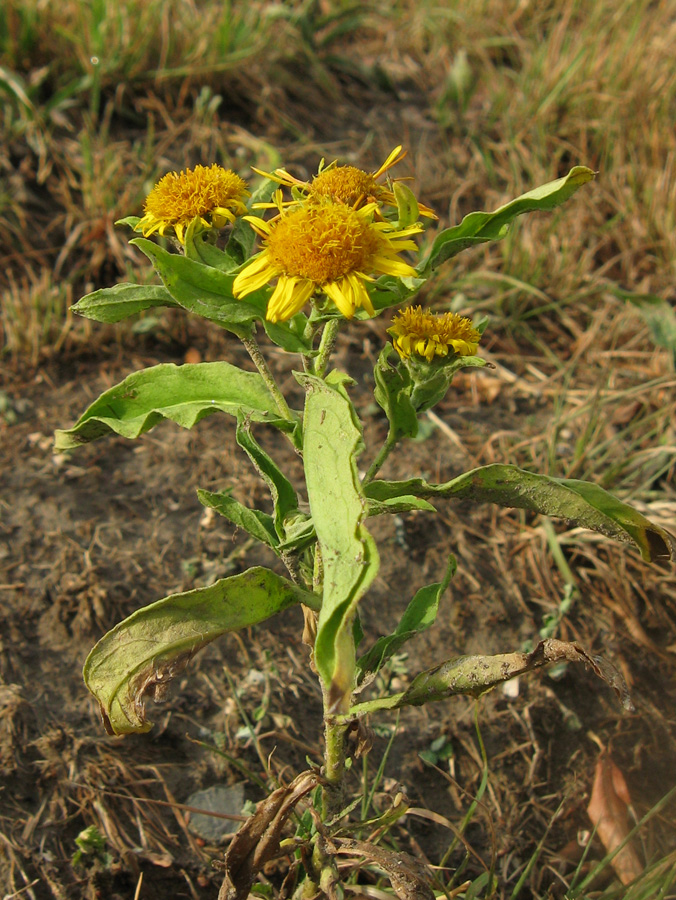 Image of Inula britannica specimen.
