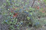 Prunus stepposa. Плодоносящий куст на скале у пляжа. Крым, Керченский п-ов, Караларская степь. 03.08.2012.