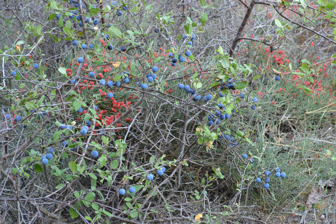 Изображение особи Prunus stepposa.