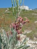 Matthiola fragrans