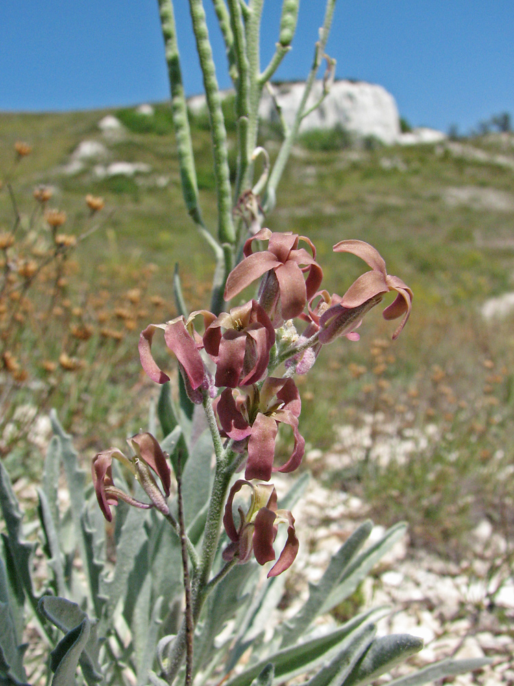 Image of Matthiola fragrans specimen.