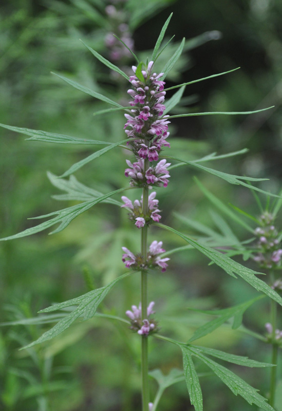 Image of Leonurus japonicus specimen.