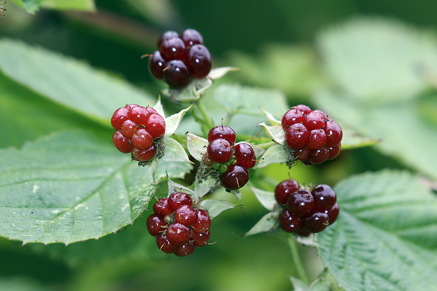 Изображение особи Rubus nessensis.