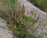 Amaranthus retroflexus. Плодоносящее растение в трещине между плит на бетонированном берегу Волгоградского вдхр. у железнодорожной насыпи. Саратовская обл., Энгельсский р-н. 16 сентября 2012 г.