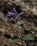 Nepeta mussinii