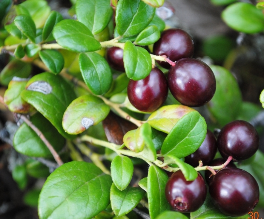 Image of Vaccinium vitis-idaea specimen.