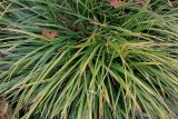 Carex morrowii