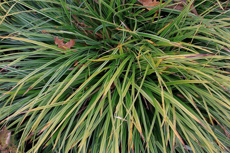 Image of Carex morrowii specimen.