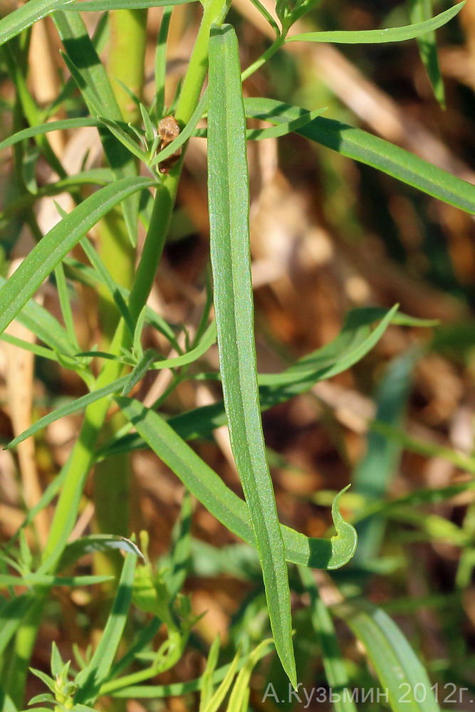 Image of Linaria vulgaris specimen.