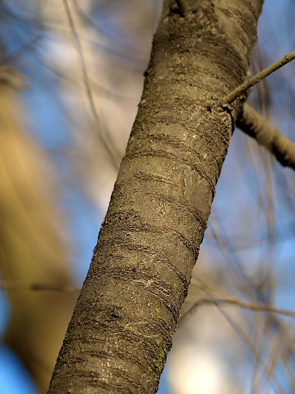 Image of Sorbus aucuparia specimen.