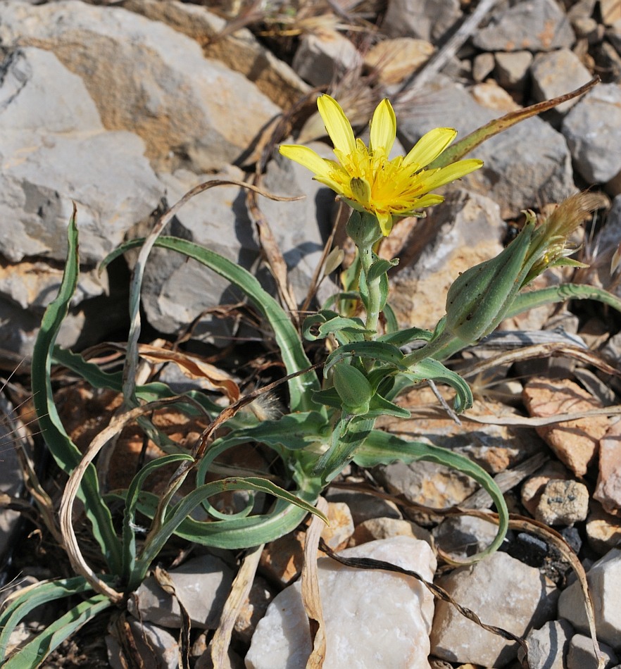 Image of Tragopogon buphthalmoides specimen.