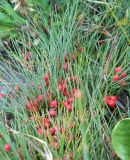 Ephedra monosperma