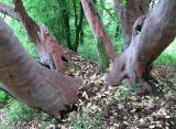 Arbutus andrachne