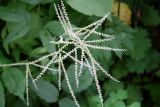 Aruncus dioicus