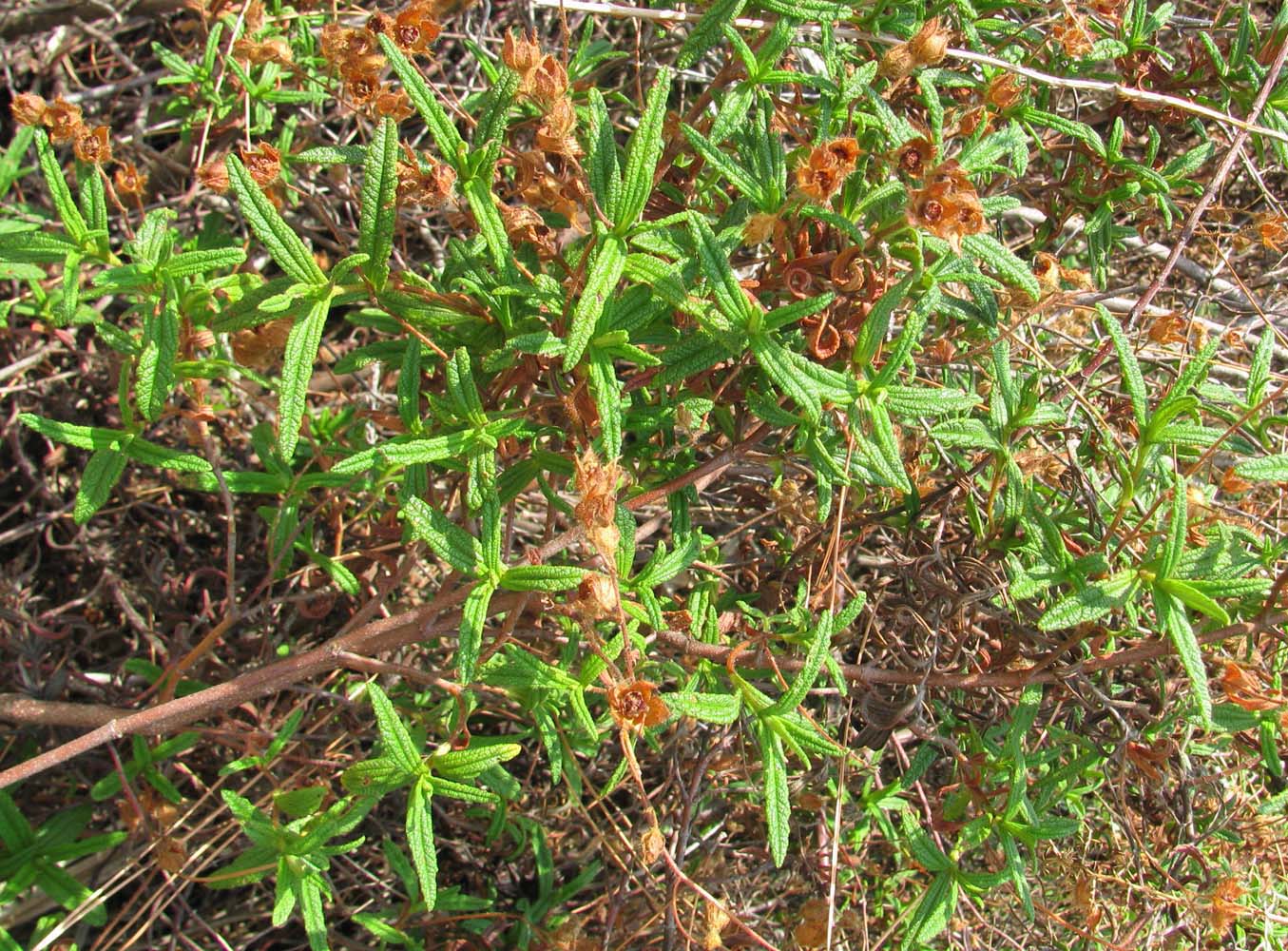 Image of Cistus monspeliensis specimen.