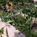 Gaillardia &times; hybrida