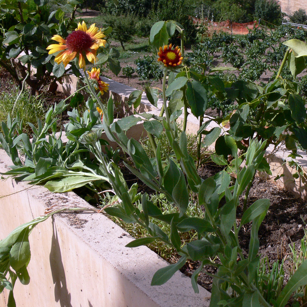 Image of Gaillardia × hybrida specimen.