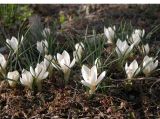 Crocus chrysanthus