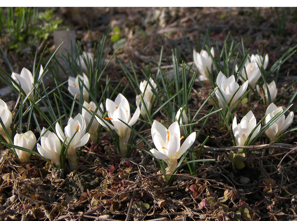 Image of Crocus chrysanthus specimen.