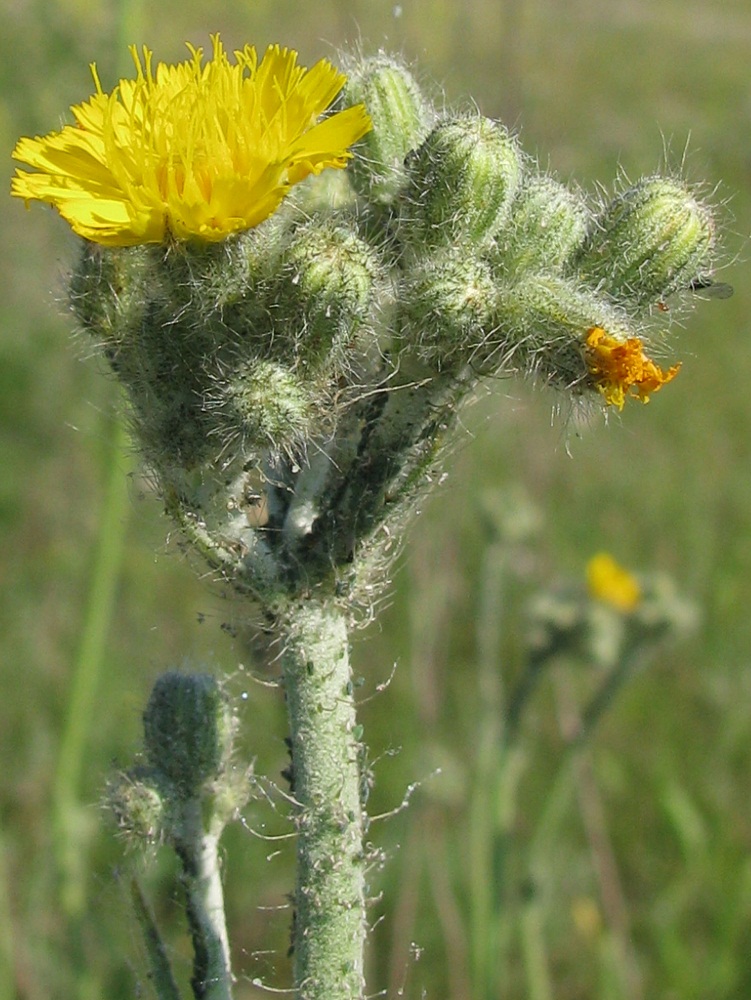 Image of genus Pilosella specimen.