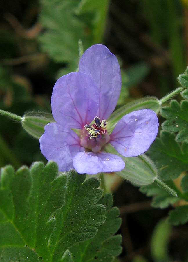 Изображение особи Erodium ciconium.