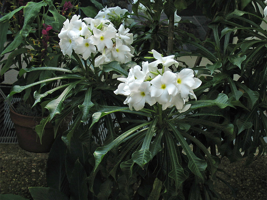 Изображение особи Plumeria pudica.